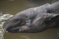 Wild tapir swimming in the river