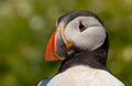 Close up head and shoulders of an Atlantic Puffin Fratercula arctica Royalty Free Stock Photo