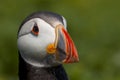 Close up head and shoulders of an Atlantic Puffin Fratercula arctica Royalty Free Stock Photo