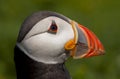 Close up head and shoulders of an Atlantic Puffin Fratercula arctica Royalty Free Stock Photo