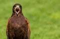 Harris Hawk Parabuteo Unicinctus Bird Of Prey
