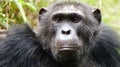 Close-up head and shoulders of depressed looking chimpanzee