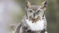 Close up image of a great horned owl Royalty Free Stock Photo