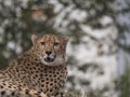 Close up head and shoulders portrait of adult Cheetah, Acinonyx jubatus resting lying on tree, green bokeh lights Royalty Free Stock Photo