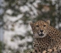 Close up head and shoulders portrait of adult Cheetah, Acinonyx jubatus resting lying on tree, green bokeh lights background, Royalty Free Stock Photo