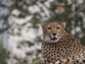 Close up head and shoulders portrait of adult Cheetah, Acinonyx jubatus resting lying on tree, green bokeh lights Royalty Free Stock Photo