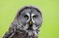 Great Grey Owl Strix nebulosa Bird of Prey Royalty Free Stock Photo