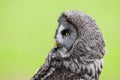 Great Grey Owl Strix nebulosa Bird of Prey Royalty Free Stock Photo