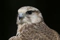 Saker Falcon falco cherrug bird of prey Royalty Free Stock Photo