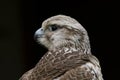 Saker Falcon falco cherrug bird of prey Royalty Free Stock Photo