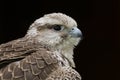 Saker Falcon falco cherrug bird of prey Royalty Free Stock Photo
