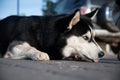 Close-up of the head of a Siberian husky dog with different colored eyes