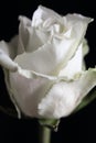 A close-up of head a single white rose with water drops