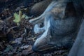 A, portrait of a sleeping grey wolf.