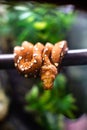 Close-up of the head of a small snake orange on a background of green leaves dof sharp focus space for text macro reptile jungle Royalty Free Stock Photo