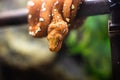 Close-up of the head of a small snake orange on a background of green leaves dof sharp focus space for text macro reptile jungle Royalty Free Stock Photo