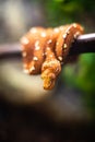 Close-up of the head of a small snake orange on a background of green leaves dof sharp focus space for text macro reptile jungle Royalty Free Stock Photo