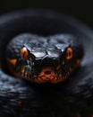 Close-up of the head of a snake on a black background Royalty Free Stock Photo