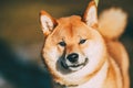 Close Up Head Snout Of Beautiful Young Red Shiba Inu Dog Outdoor