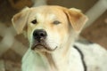 Close Up Head Snout Of Beautiful Young Thai Dog Outdoor.