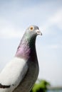 Close up head of speed racing pigeon bird outdoor Royalty Free Stock Photo