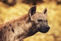 Close up head of spot hyena with hunter eyes looking