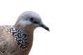 Close up Head of Spotted Dove Isolated on White Background with Clipping Path Royalty Free Stock Photo