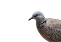 Close up Head of Spotted Dove Isolated on White Background with Clipping Path Royalty Free Stock Photo