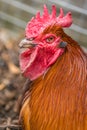 Close up of a chicken head Royalty Free Stock Photo