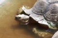 Close up head the Sucata turtle is long life animal in the word Royalty Free Stock Photo