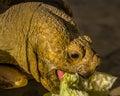 Close up of head of a Sulcata Tortoise Royalty Free Stock Photo