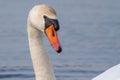 Close up of the head of a swan with a orange beak Royalty Free Stock Photo