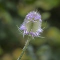 the head of a teasel close up Royalty Free Stock Photo