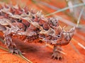 Close up of the head of a thorny devil lizard Royalty Free Stock Photo