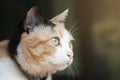 Head of three color thai cat on black background