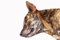 Close-up of head tiger-striped brown dog is lying sleep isolated on white background. Royalty Free Stock Photo