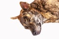 Close-up of head tiger-striped brown dog is lying sleep on white background. Royalty Free Stock Photo