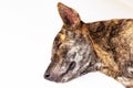 Close-up of head tiger-striped brown dog is lying sleep on white background. Royalty Free Stock Photo
