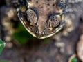 Close-up of head of a Toad Bufo melanostictus Royalty Free Stock Photo