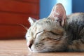 Close up of tricolor tabby cat is sleeping