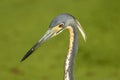 Close up of head of Tricolored Heron