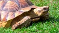 A close-up on the head of a turtle