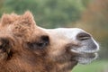 Close up of head of a two humped brown furry bactrian camel photographed at Port Lympne Safari Park in Kent, UK Royalty Free Stock Photo