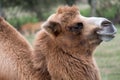 Close up of head of a two humped brown furry bactrian camel photographed at Port Lympne Safari Park in Kent, UK Royalty Free Stock Photo