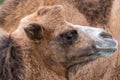 Close up of head of a two humped brown furry bactrian camel photographed at Port Lympne Safari Park in Kent, UK Royalty Free Stock Photo