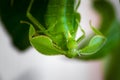 Close-up of the head of a walking leaf, Latin Phyllium Phylliidae