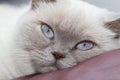 Close-up on head of white british shorthair cat looking bored