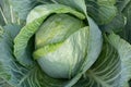 Close-up of a head of white cabbage growing in a field. The cabbage is ripe Royalty Free Stock Photo