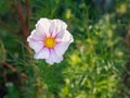 Close-up a head of White Cosmos Bipinnatus flower in the garden Royalty Free Stock Photo