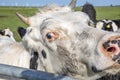 Close up of head white cow with horns, turning with squinting eye to look over fence Royalty Free Stock Photo